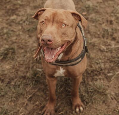 Ruby Labrador Mix Hündin sucht ein Zuhause, Labrador - Hündin