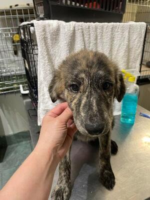 Ruby, Mischling - Hündin