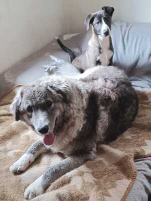 Ruby, Mischling - Hündin