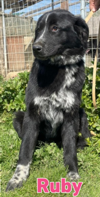 Ruby, Mischling - Hündin
