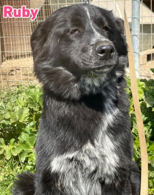 Ruby, Mischling - Hündin