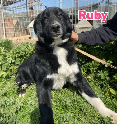 Ruby, Mischling - Hündin