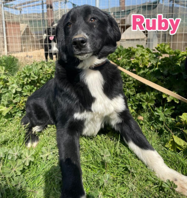 Ruby, Mischling - Hündin