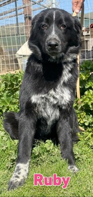 Ruby, Mischling - Hündin