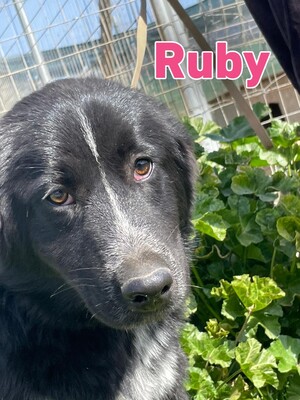 Ruby, Mischling - Hündin