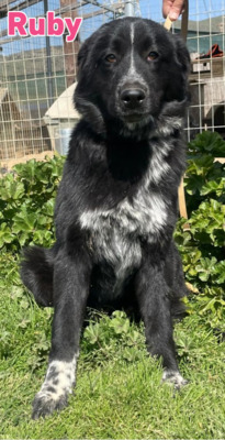 Ruby, Mischling - Hündin