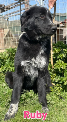 Ruby, Mischling - Hündin