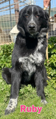 Ruby, Mischling - Hündin