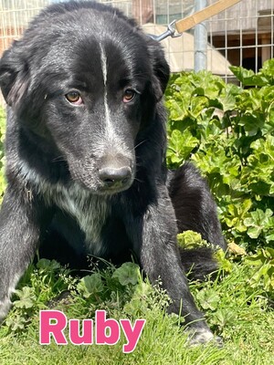 Ruby, Mischling - Hündin