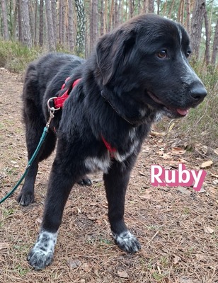 Ruby, Mischling - Hündin