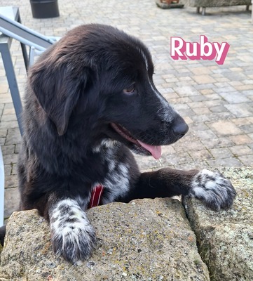 Ruby, Mischling - Hündin