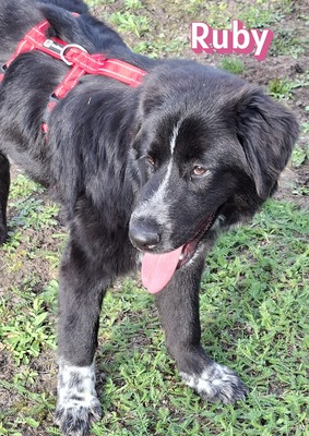 Ruby, Mischling - Hündin