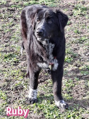 Ruby, Mischling - Hündin