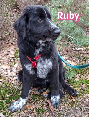Ruby, Mischling - Hündin