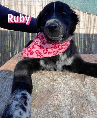 Ruby, Mischling Welpen - Hündin