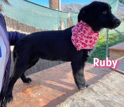 Ruby, Mischling Welpen - Hündin