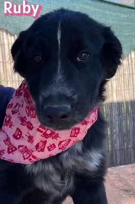 Ruby, Mischling Welpen - Hündin
