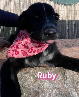 Ruby, Mischling Welpen - Hündin