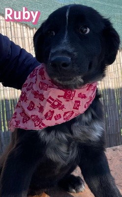 Ruby, Mischling Welpen - Hündin