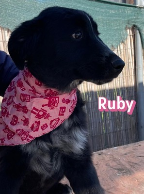 Ruby, Mischling Welpen - Hündin