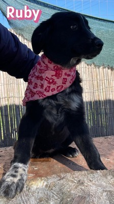 Ruby, Mischling Welpen - Hündin