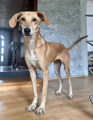 Ruby, Mix - Hündin