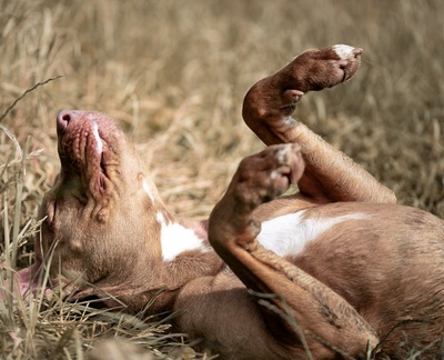 Ruby hübsche Labrador Mix Hündin sucht ein Zuhause, Labrador - Hündin