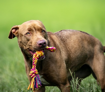 Ruby hübsche Labrador Mix Hündin sucht ein Zuhause, Labrador - Hündin