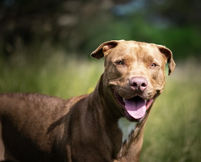 Ruby hübsche Labrador Mix Hündin sucht ein Zuhause, Labrador - Hündin