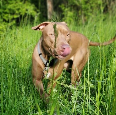 Ruby hübsche Labrador Mix Hündin sucht ein Zuhause, Labrador - Hündin