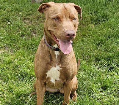 Ruby hübsche Labrador Mix Hündin sucht ein Zuhause, Labrador - Hündin