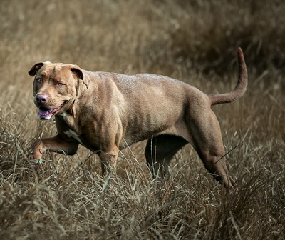 Ruby hübsche Labrador Mix Hündin sucht ein Zuhause, Labrador - Rüde