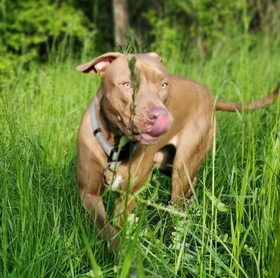 Ruby hübsche Labrador Mix Hündin sucht ein Zuhause, Labrador - Rüde