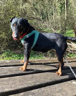 Ruby kleien Jagdterrier Hündin sucht ihr Zuhause
