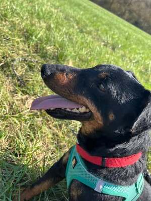 Ruby kleien Jagdterrier Hündin sucht ihr Zuhause, Jagdterrier - Hündin