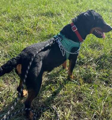 Ruby kleien Jagdterrier Hündin sucht ihr Zuhause, Jagdterrier - Hündin