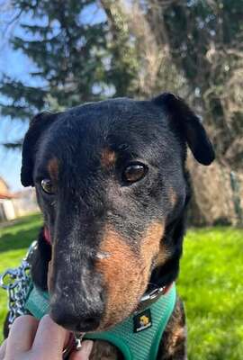 Ruby kleien Jagdterrier Hündin sucht ihr Zuhause, Jagdterrier - Hündin