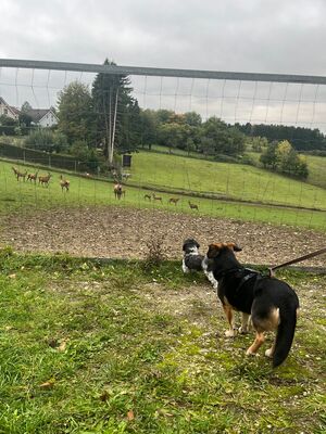 Rudi, Mischling - Rüde