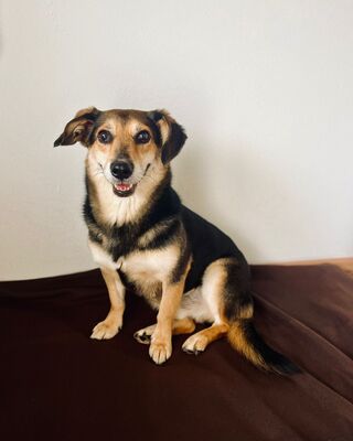 Rudi, Mischling - Rüde