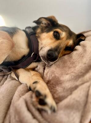 Rudi, Mischling - Rüde