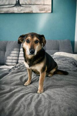 Rudi, Mischling - Rüde