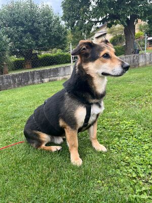 Rudi, Mischling - Rüde