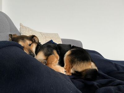 Rudi, Mischling - Rüde