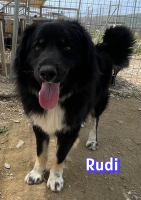 Rudi, Mischling - Rüde