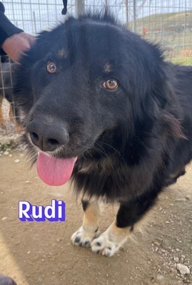 Rudi, Mischling - Rüde