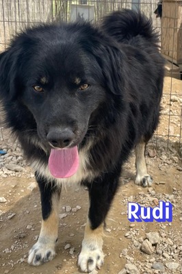 Rudi, Mischling - Rüde