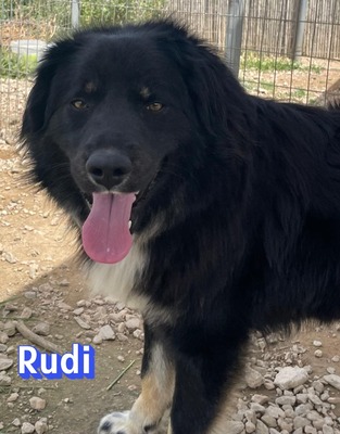 Rudi, Mischling - Rüde
