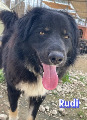 Rudi, Mischling - Rüde