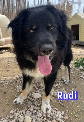 Rudi, Mischling - Rüde