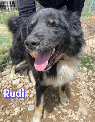Rudi, Mischling - Rüde